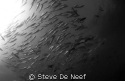 some bigeye jacks at cogon point on the lovely apo island. by Steve De Neef 